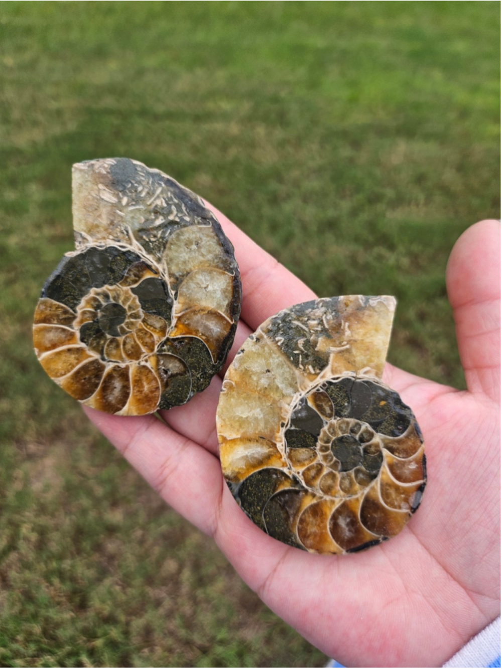 Ammonite fossil pair 2.5 in